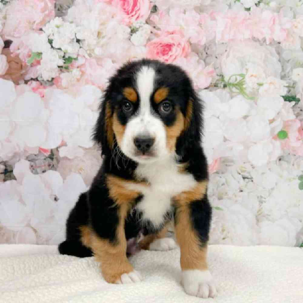 Mini Bernedoodle