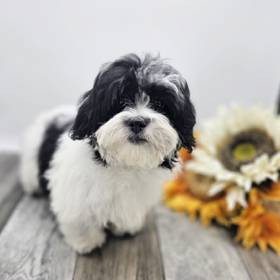 Teddy Bear