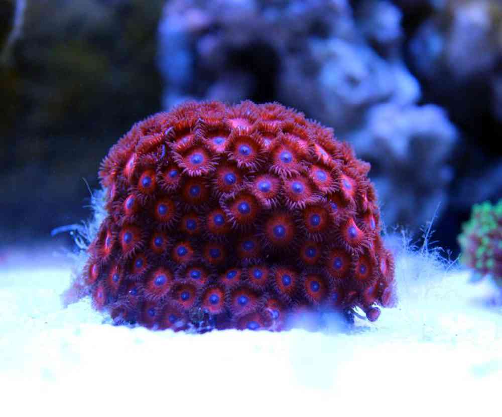 Zoanthid Purple Volcano