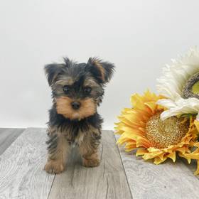 Yorkie