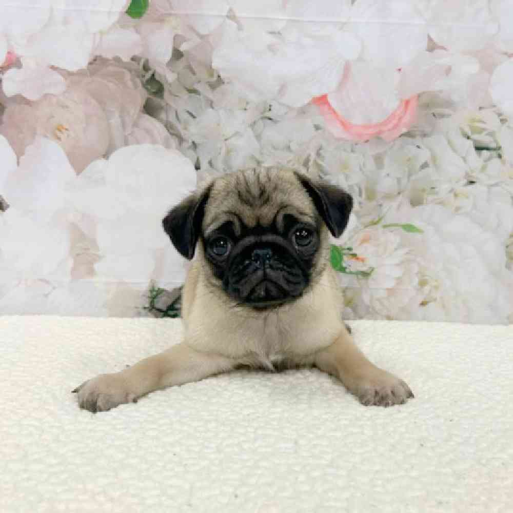 Pug