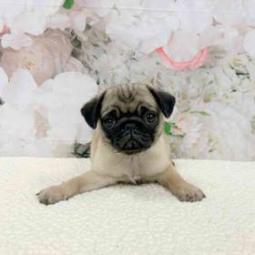 Pug