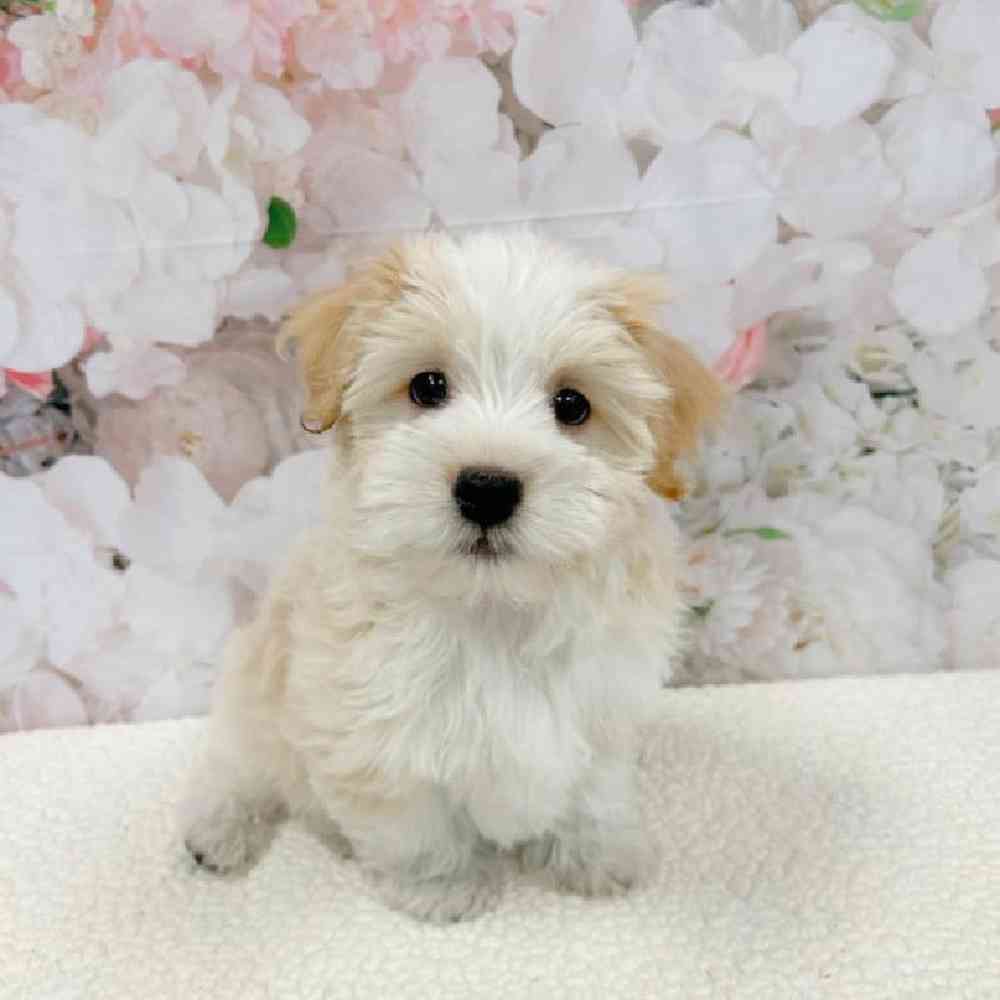 Havanese