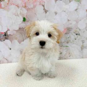 Havanese